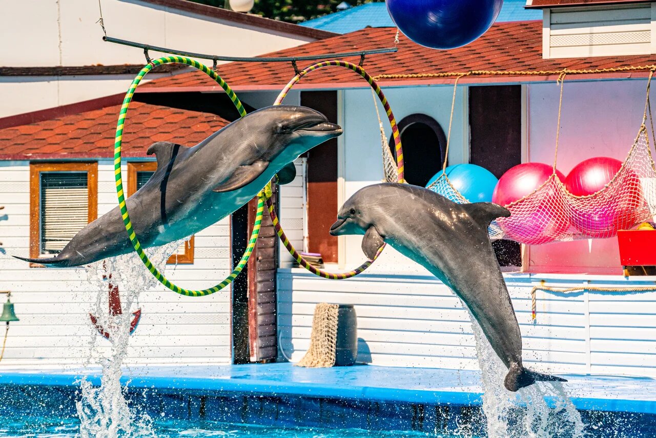 Шоу дельфинов Севастополь официальный сайт