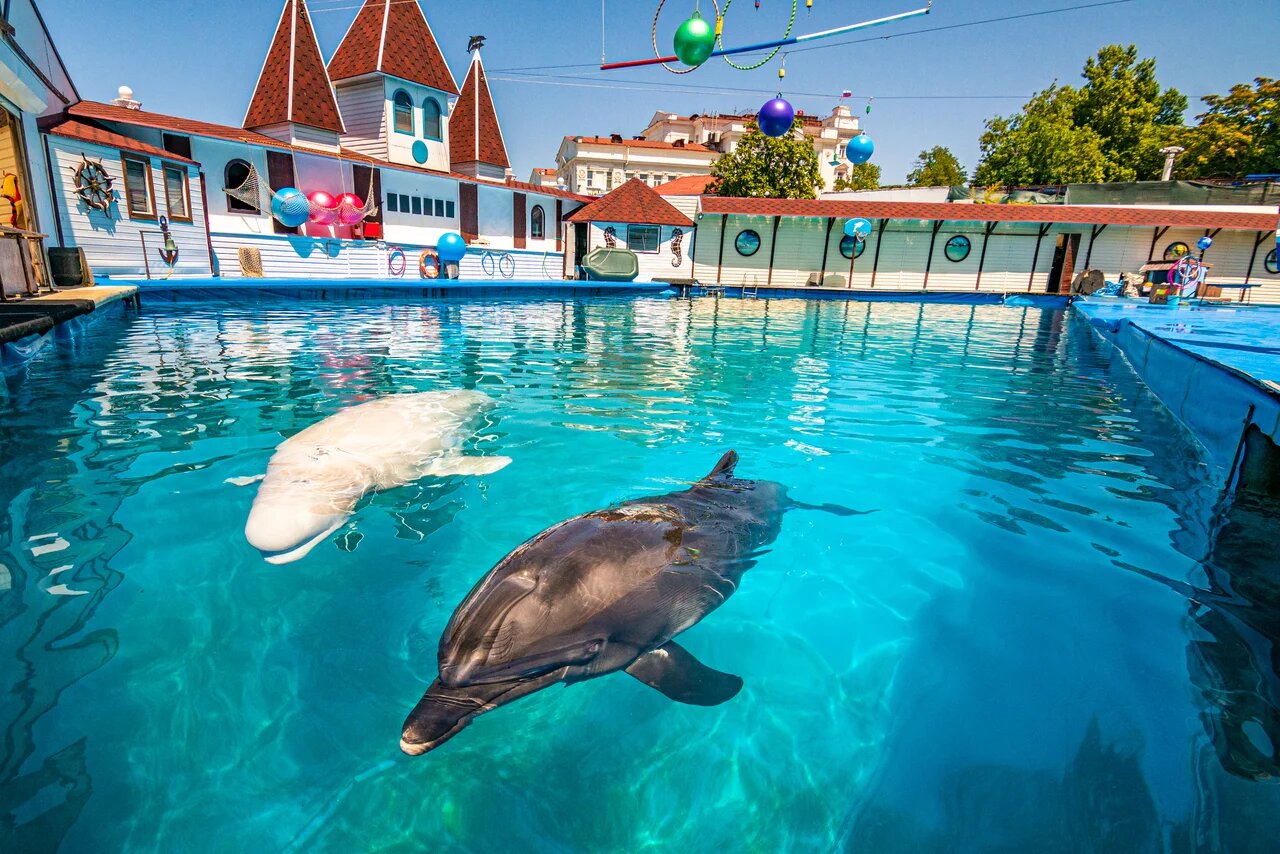 Дельфинарий в Крыму Севастополь