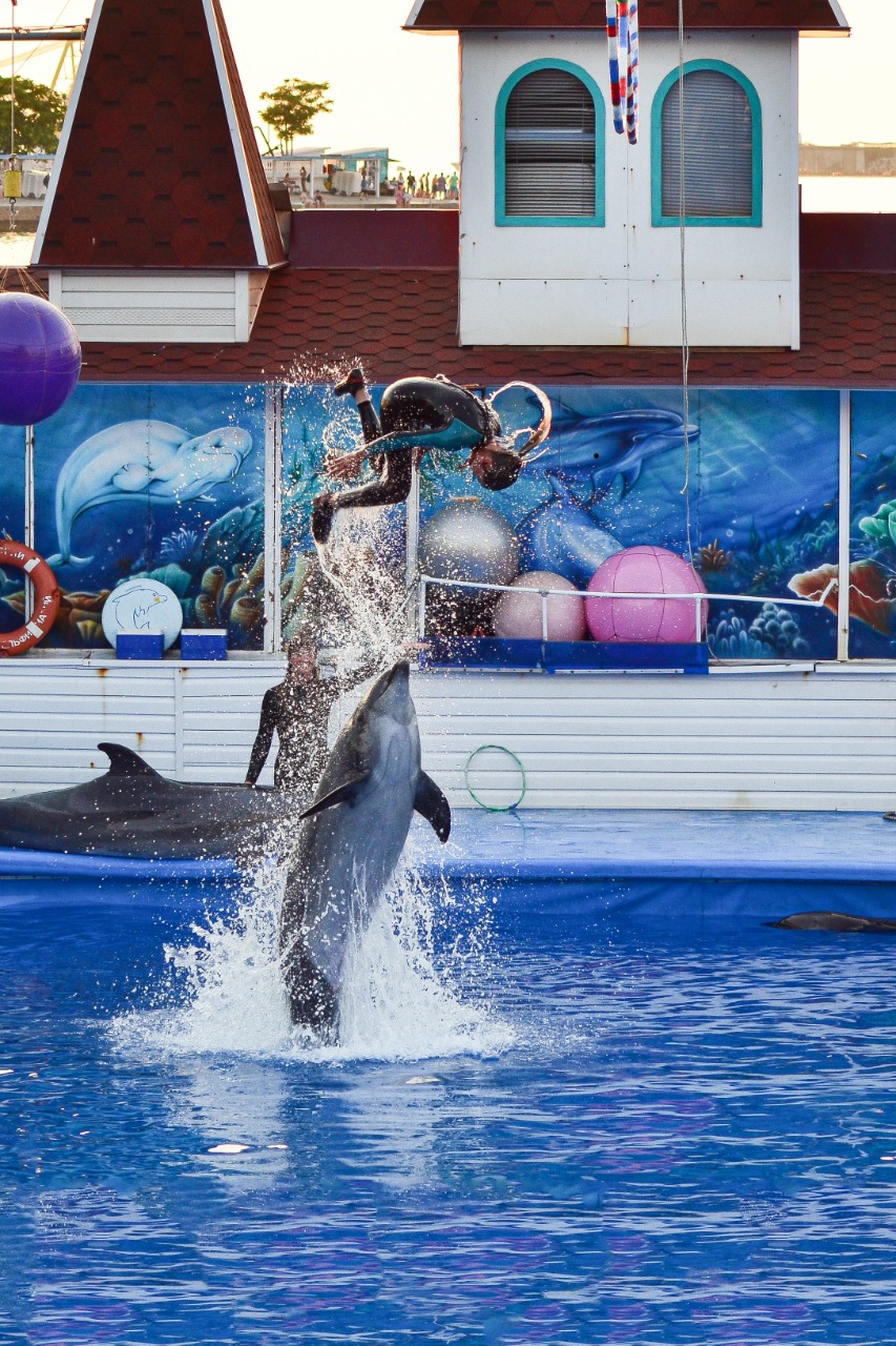 Шоу дельфинов и морских котиков Крым 2022